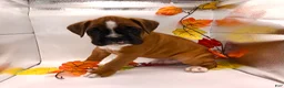 Boxer dogs for sale:  Ethan - Ad 3