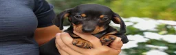 Miniature Dachshund dogs for sale: Houston🐾 - Ad 11