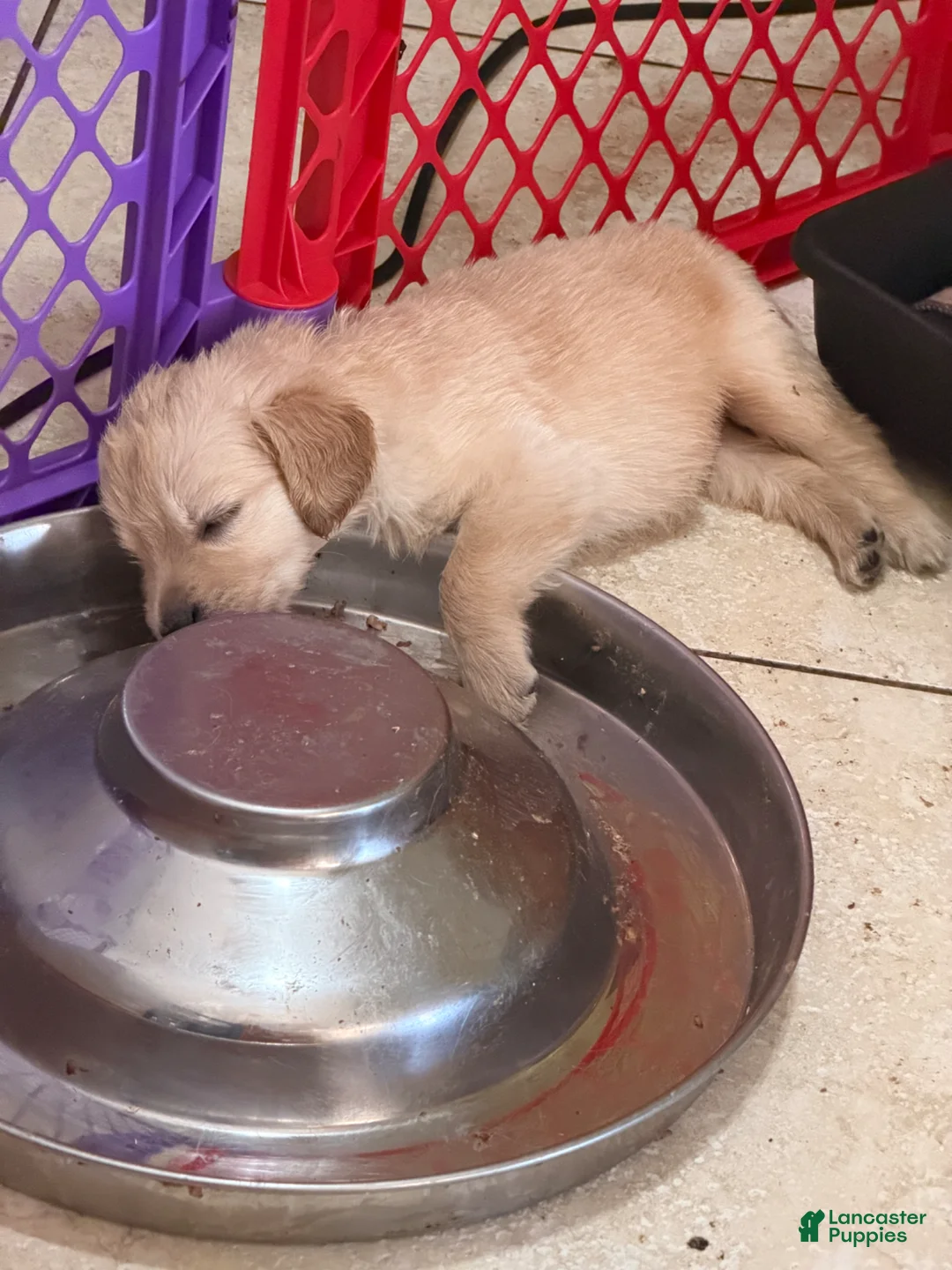 Golden Retriever dogs for sale: Golden Retriever Boy 3 - Ad 8
