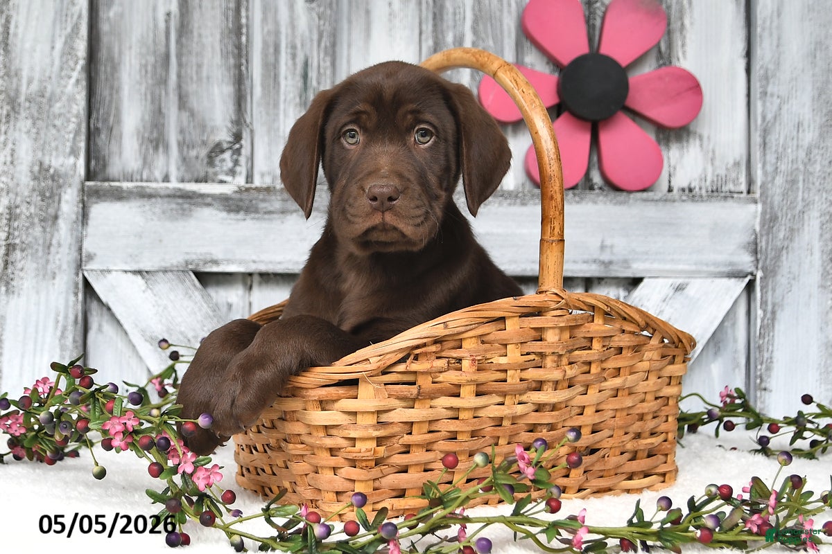 Labrador Retriever dogs Tanner - Ad 1