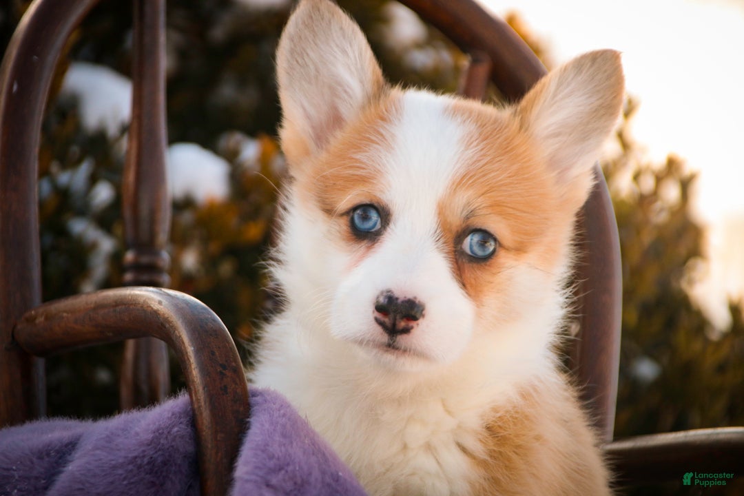 Welsh Corgi Pembroke dogs for sale: Elsa - Ad 7