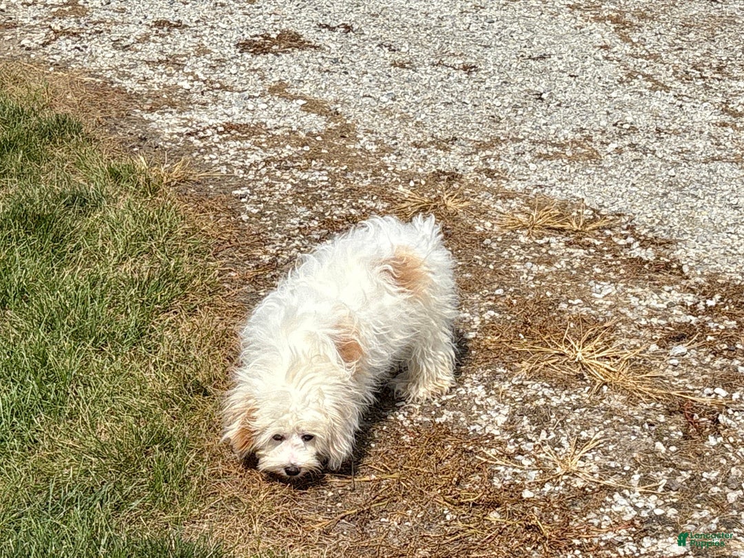 Mixed Breed dogs for sale: Sandra - Ad 8