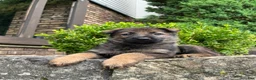 German Shepherd dogs for sale: Western - Ad 4