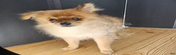 Pomeranian dogs for sale: Pepper's Long Shot - "Archer" - Ad 9