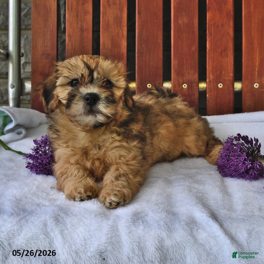 Shihpoo dogs Cookie - Ad 2