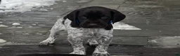 German Shorthaired Pointer dogs for sale: German Shorthaired Pointer Puppy 2 - Ad 13