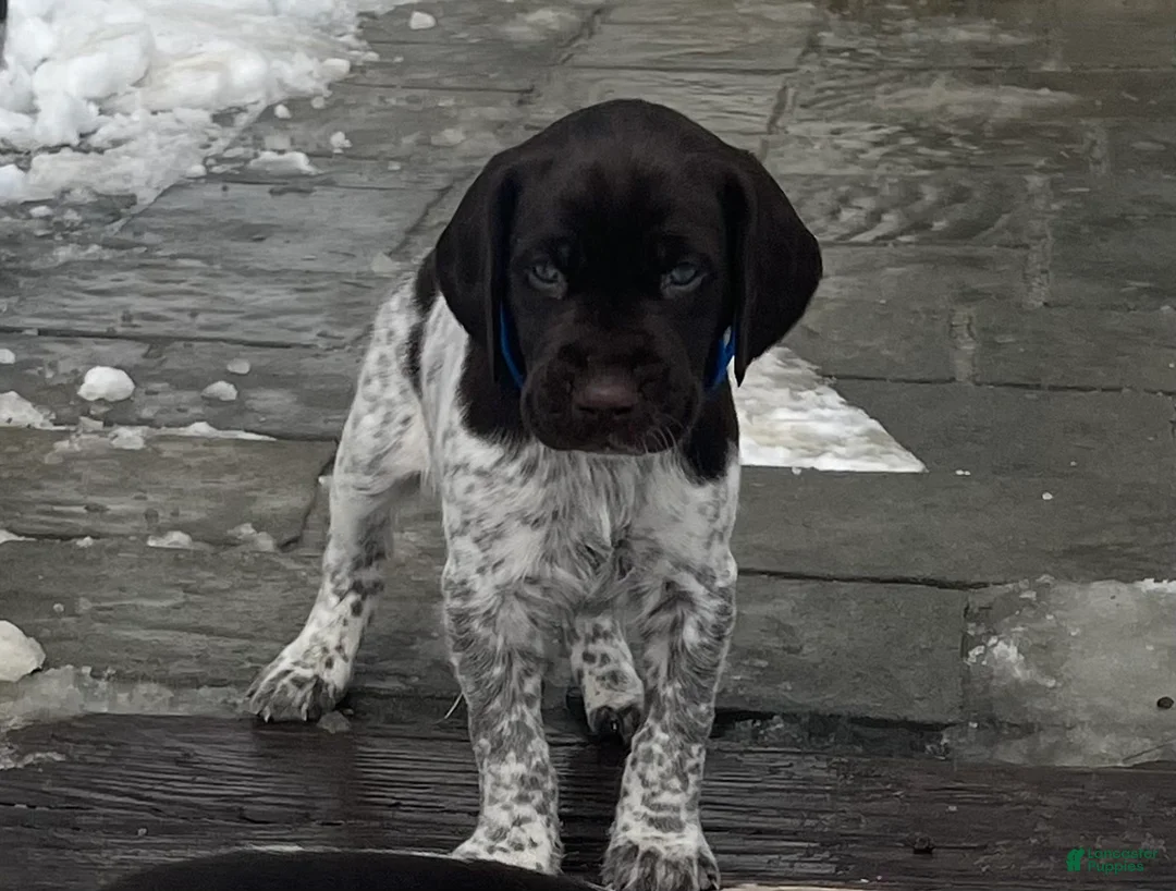 German Shorthaired Pointer dogs for sale: German Shorthaired Pointer Puppy 2 - Ad 13