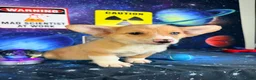 Welsh Corgi Pembroke dogs for sale: Cosmo - Ad 2