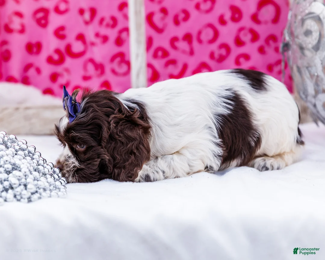 Cocker Spaniel dogs for sale: Whiskers - Ad 3