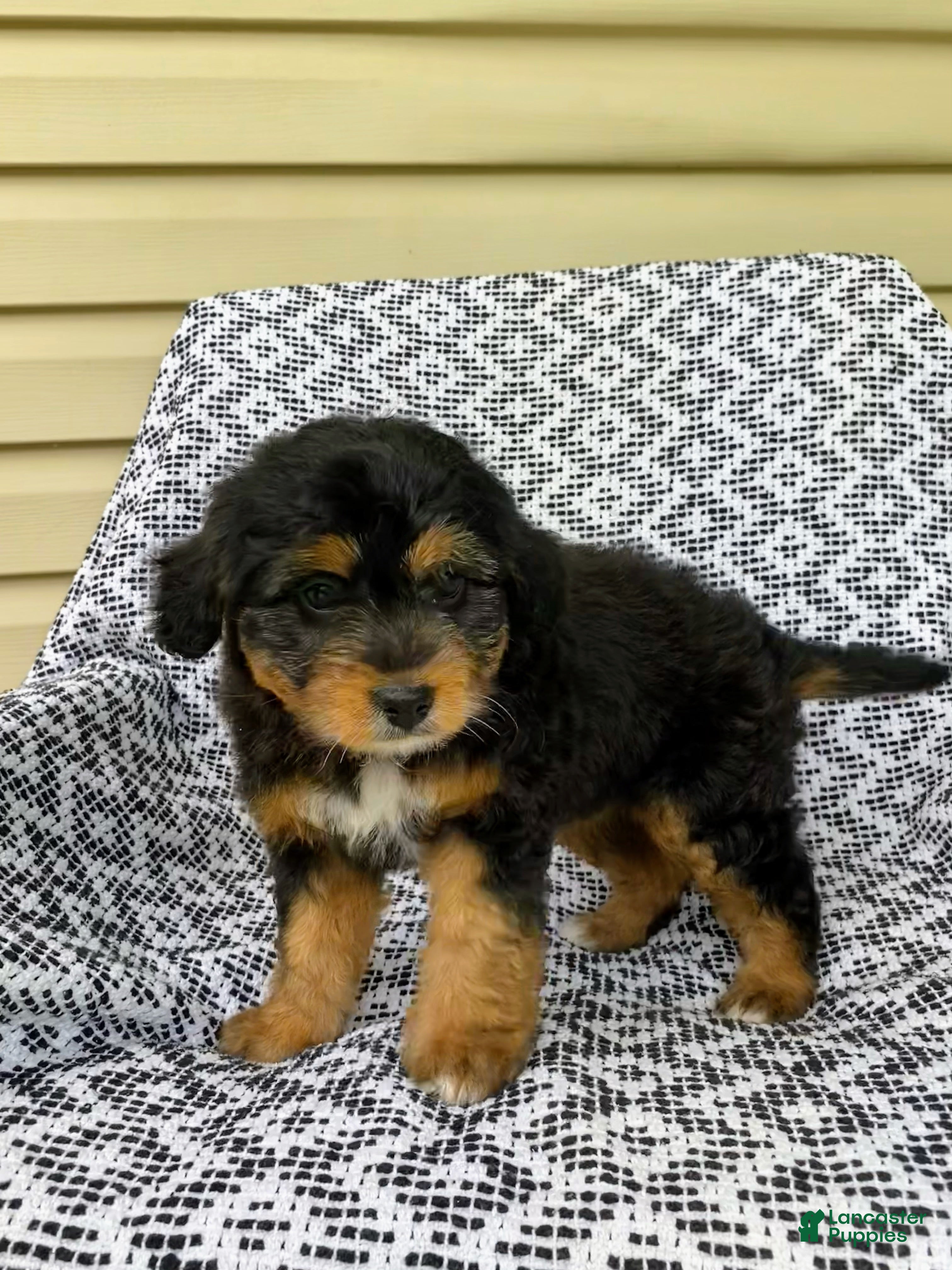Mini Aussiedoodle dogs Tabby - Ad 1