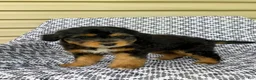 Mini Aussiedoodle dogs for sale: Tabby - Ad 6