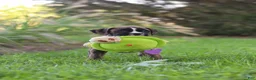 Boxer dogs for sale: Lacy - Ad 12