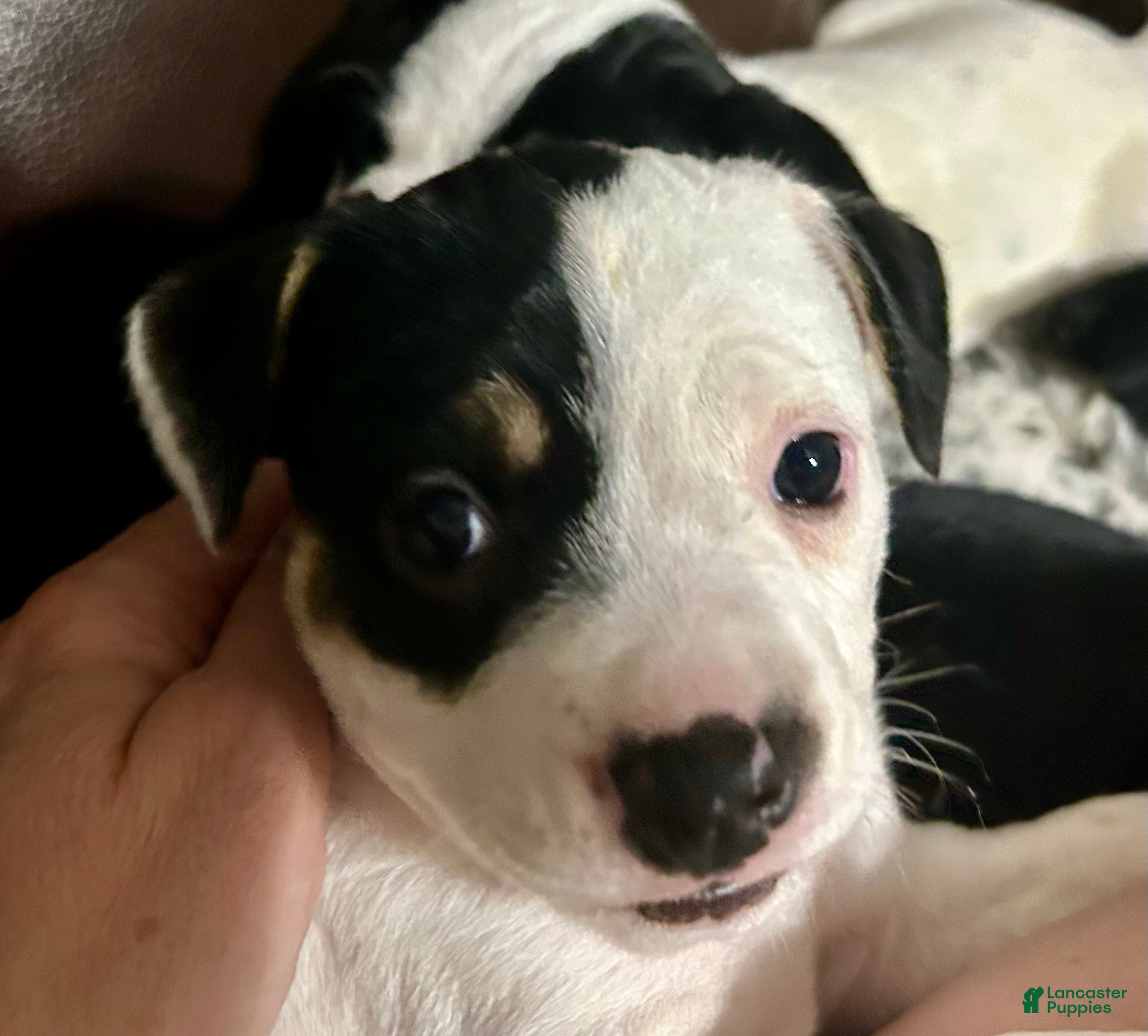 Mixed Breed dogs Spot - Ad 18
