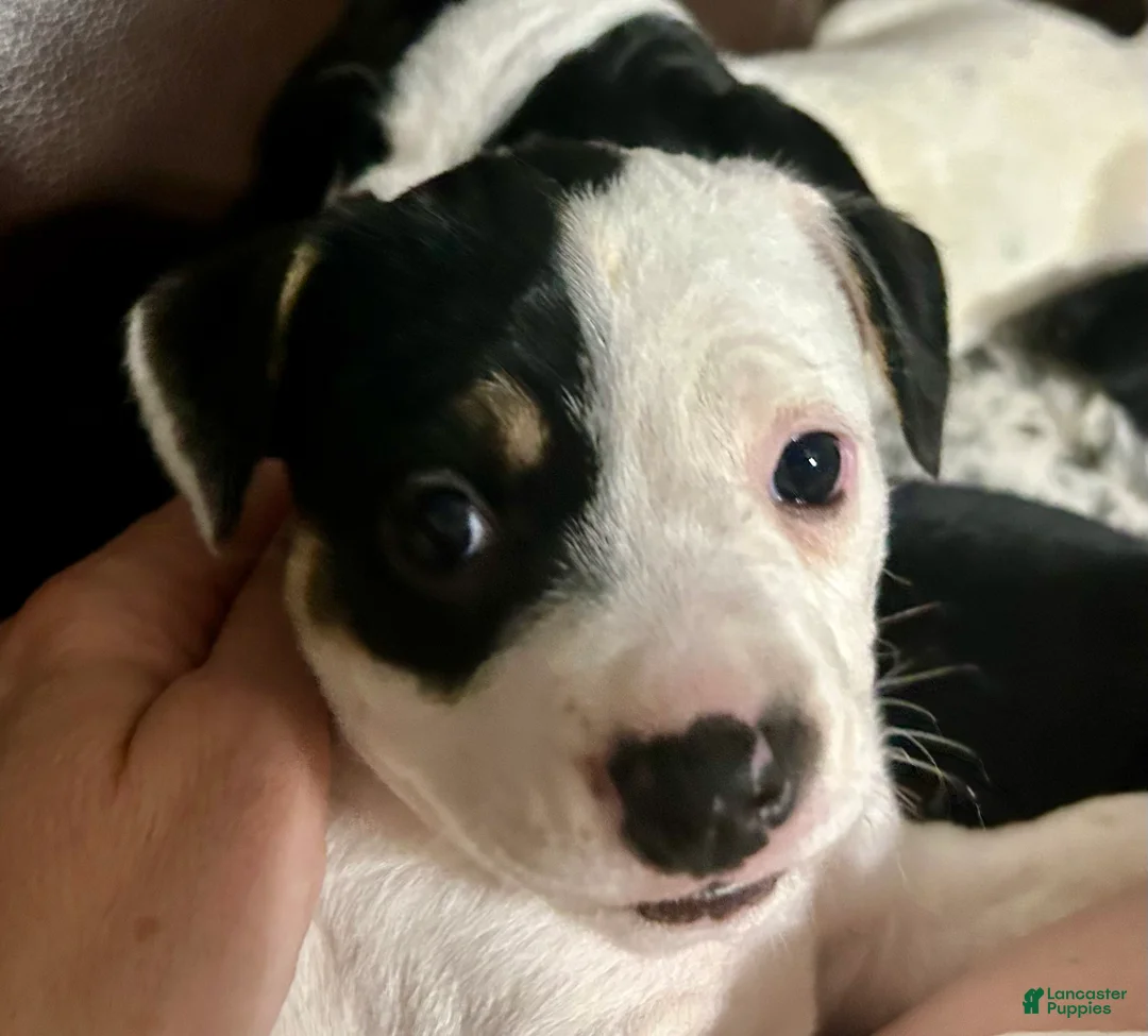 Mixed Breed dogs for sale: Spot - Ad 1