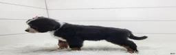 Bernese Mountain Dog dogs for sale: Bella - Ad 4