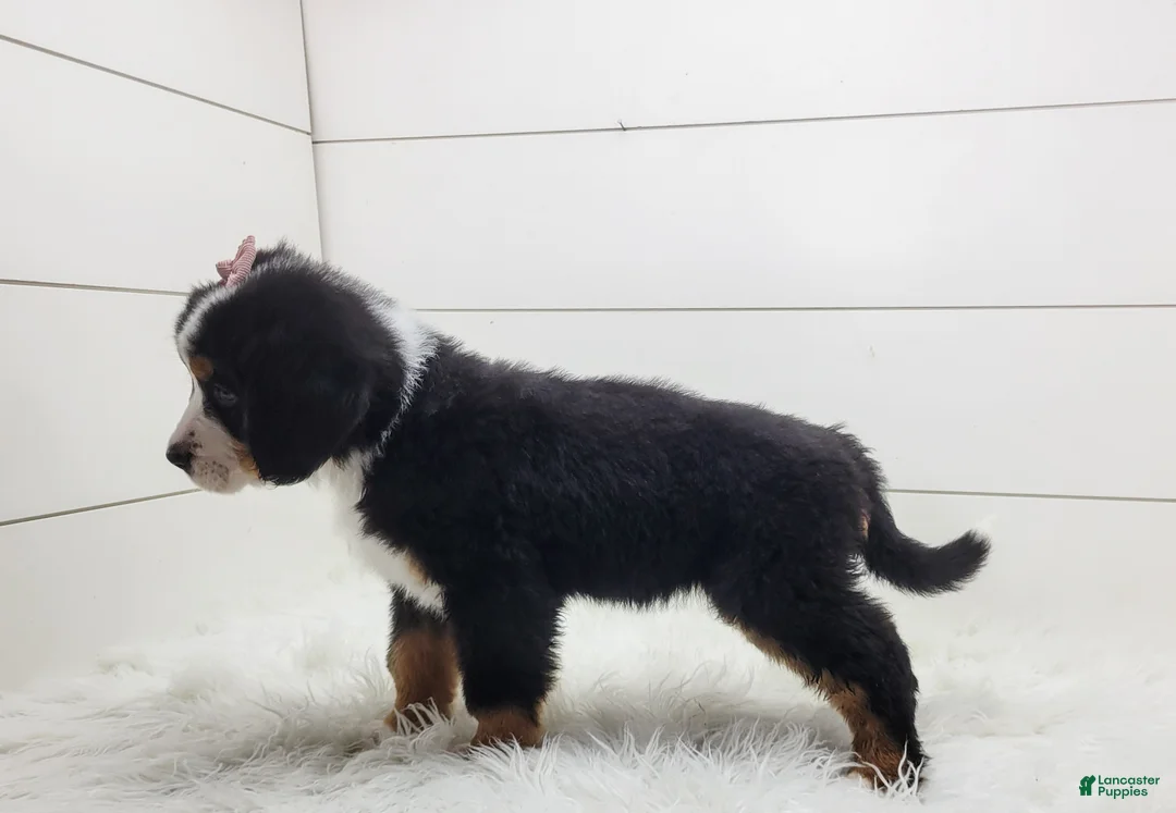 Bernese Mountain Dog dogs for sale: Bella - Ad 4