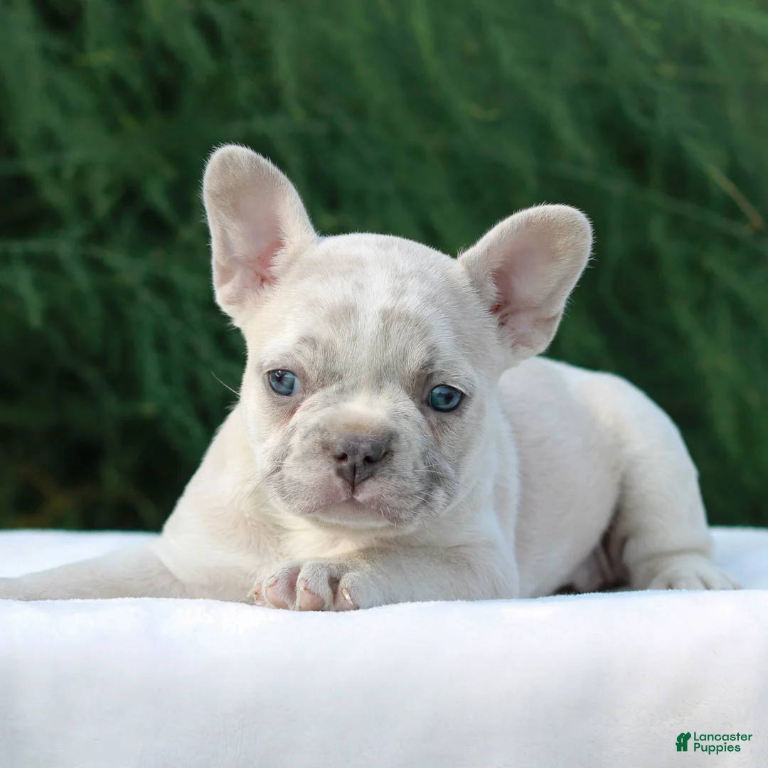French Bulldog dogs for sale: Lacey - Ad 2