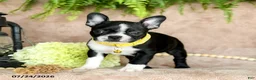 Boston Terrier dogs for sale: Dora - Ad 2