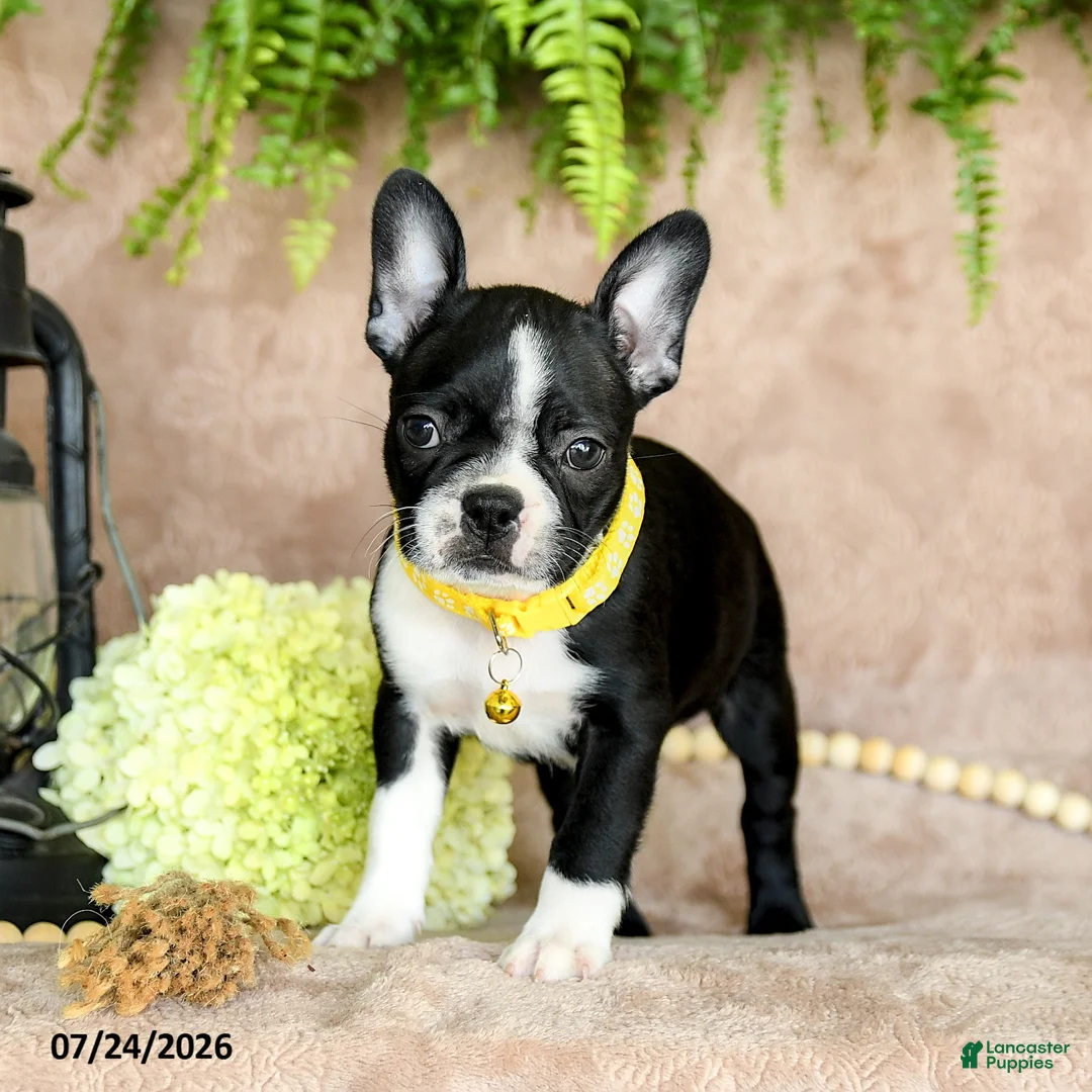 Boston Terrier dogs for sale: Dora - Ad 2