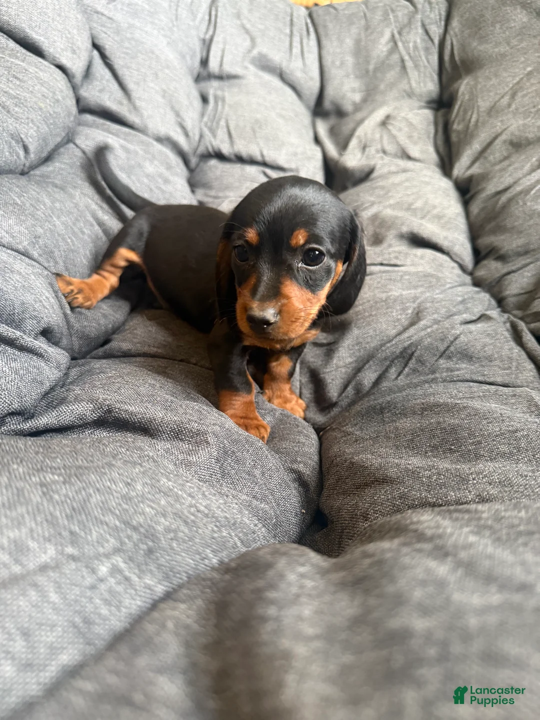 Dachshund dogs for sale: Dachshund Puppy 4 - Ad 2