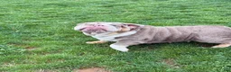 English Bulldog dogs for sale: Raven - Ad 11