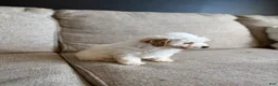 Maltipoo dogs for sale: Biscuit  - Ad 3