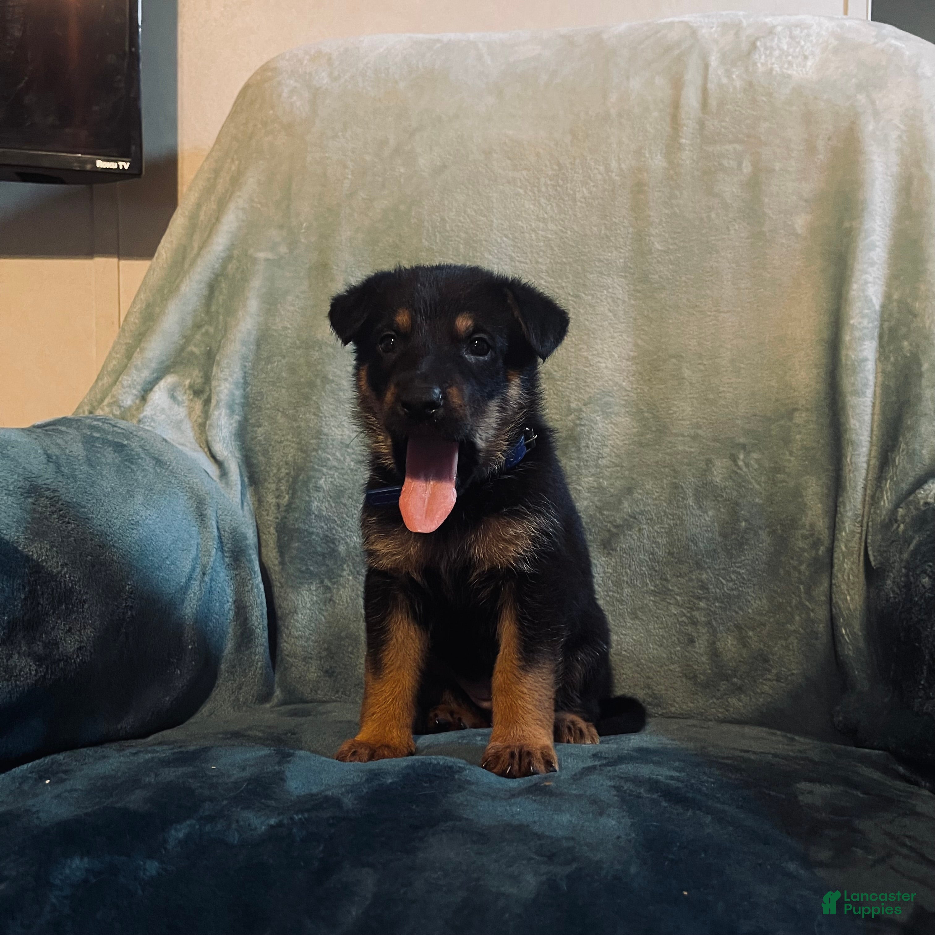 Golden Shepherd dogs Golden Shepherd Puppy 9 Dark blue girl - Ad 1