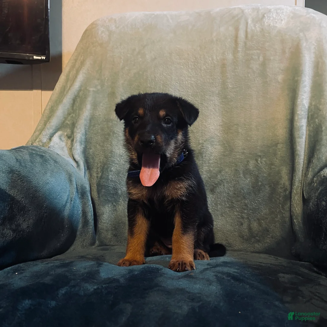 Golden Shepherd dogs for sale: German Shepherd Puppy 9 Dark blue girl - Ad 1