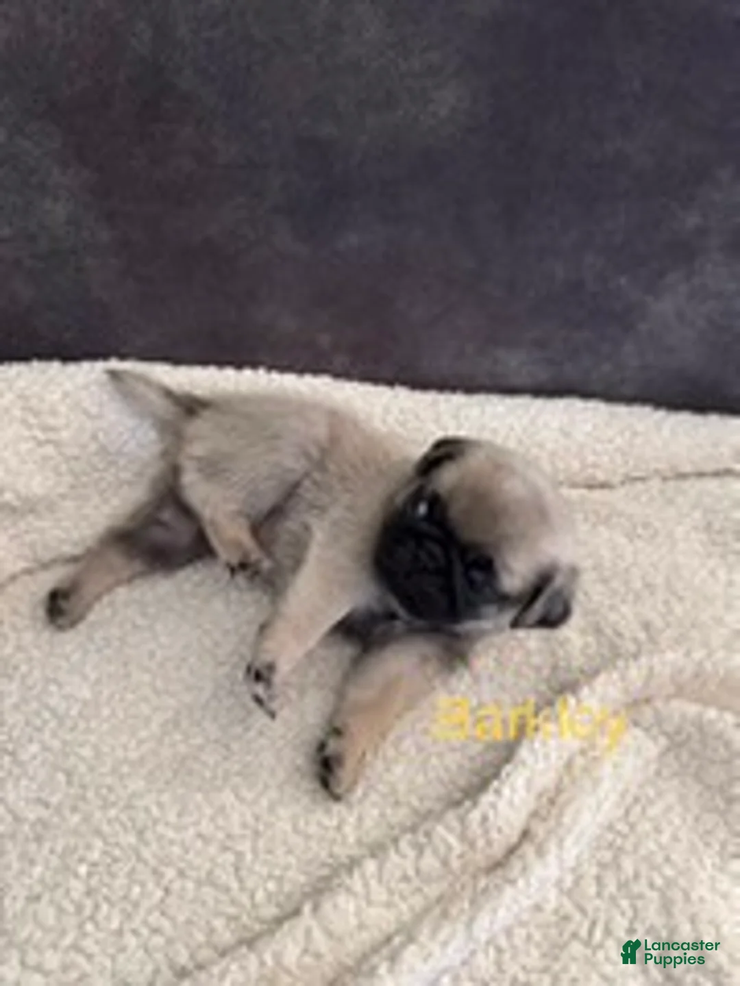 Pug dogs for sale: AKC, Barkley - Ad 4