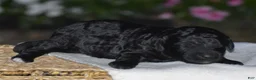Mini Goldendoodle dogs for sale: Heidi - Ad 4