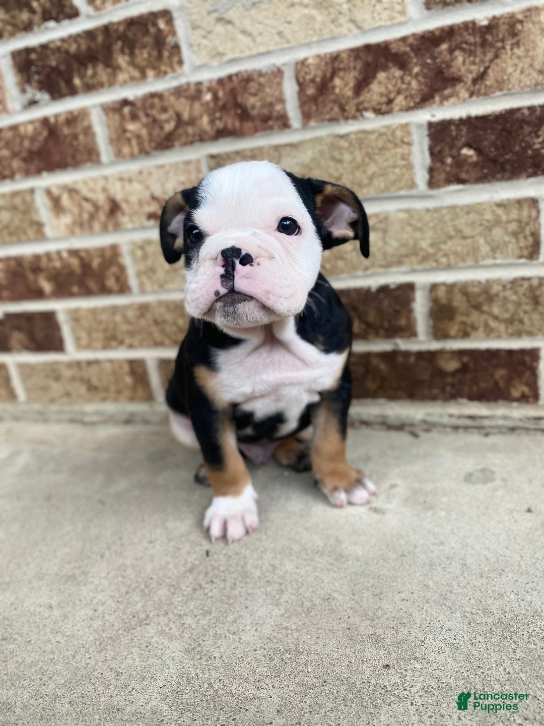English Bulldog dogs for sale: Dali - Ad 8