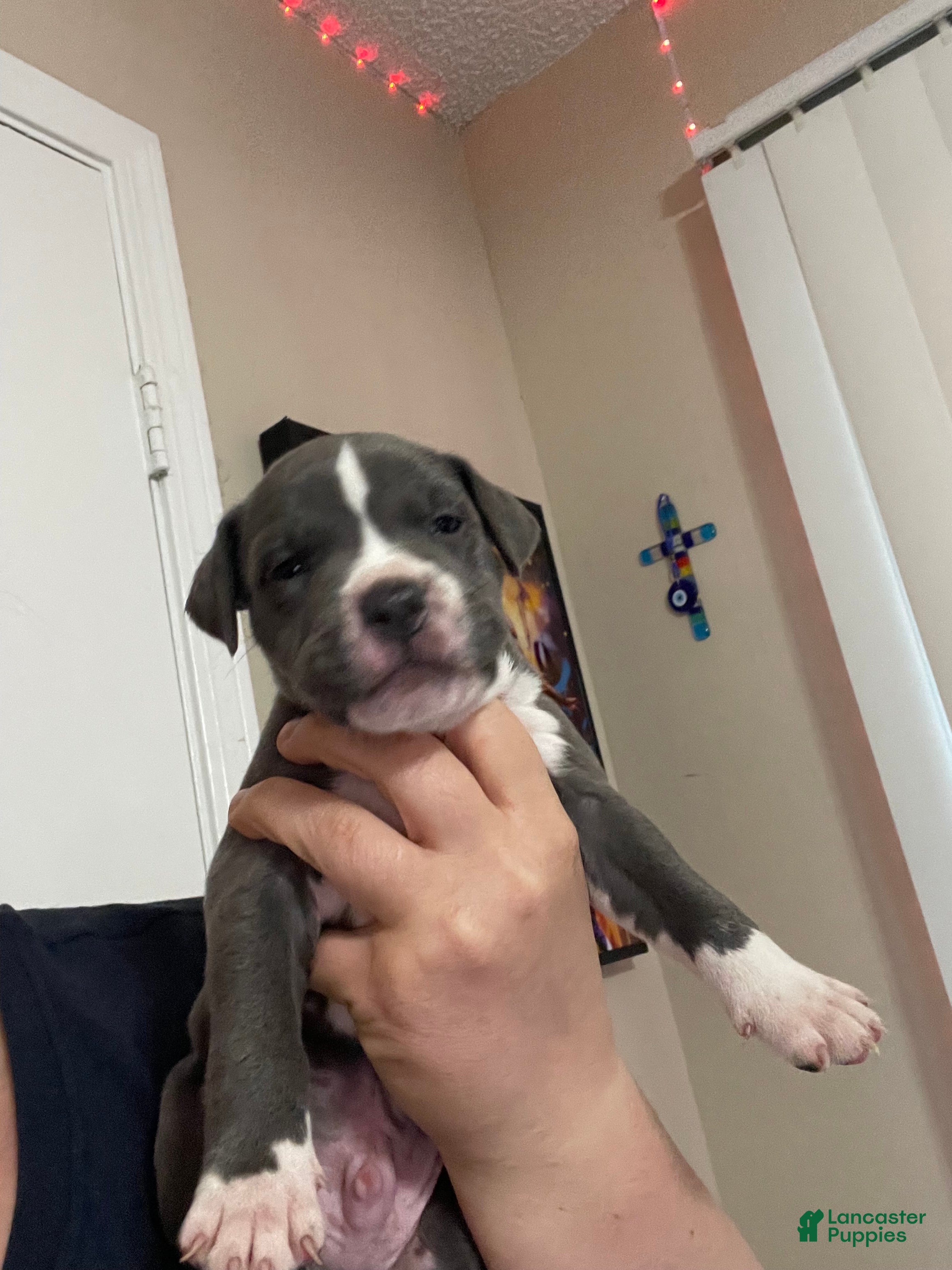 American Pit Bull Terrier dogs American Pit Bull Terrier 5 - Ad 12