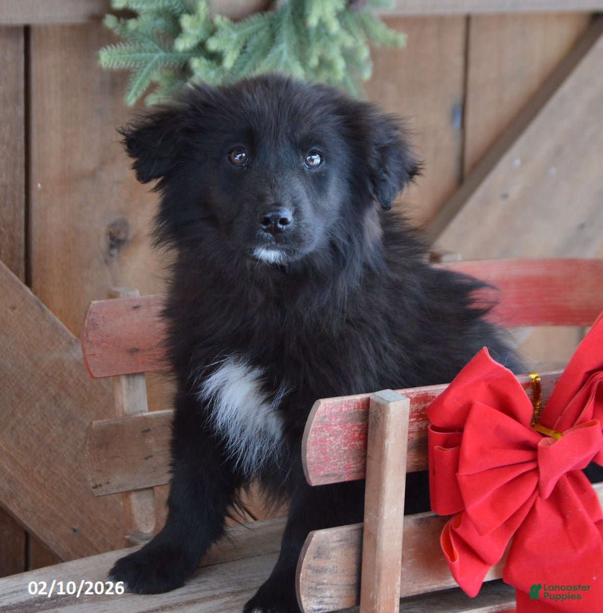 Mixed Breed dogs Parker - Ad 26