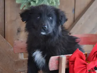 Mixed Breed dogs Parker - Ad 5