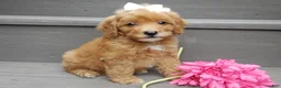 Mini Goldendoodle dogs for sale: Izzy - Ad 4