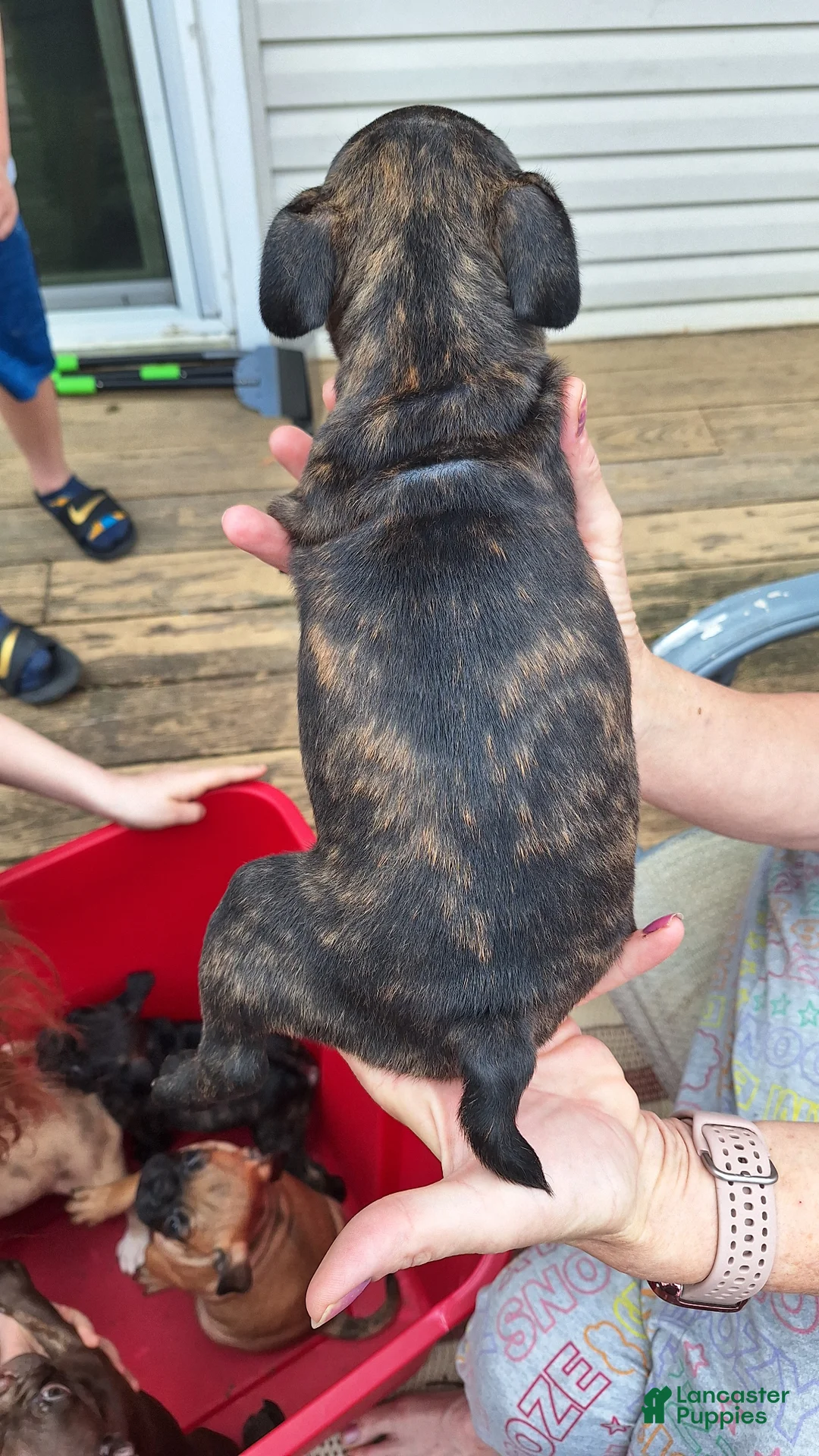 Mixed Breed dogs for sale: Coco - Ad 3