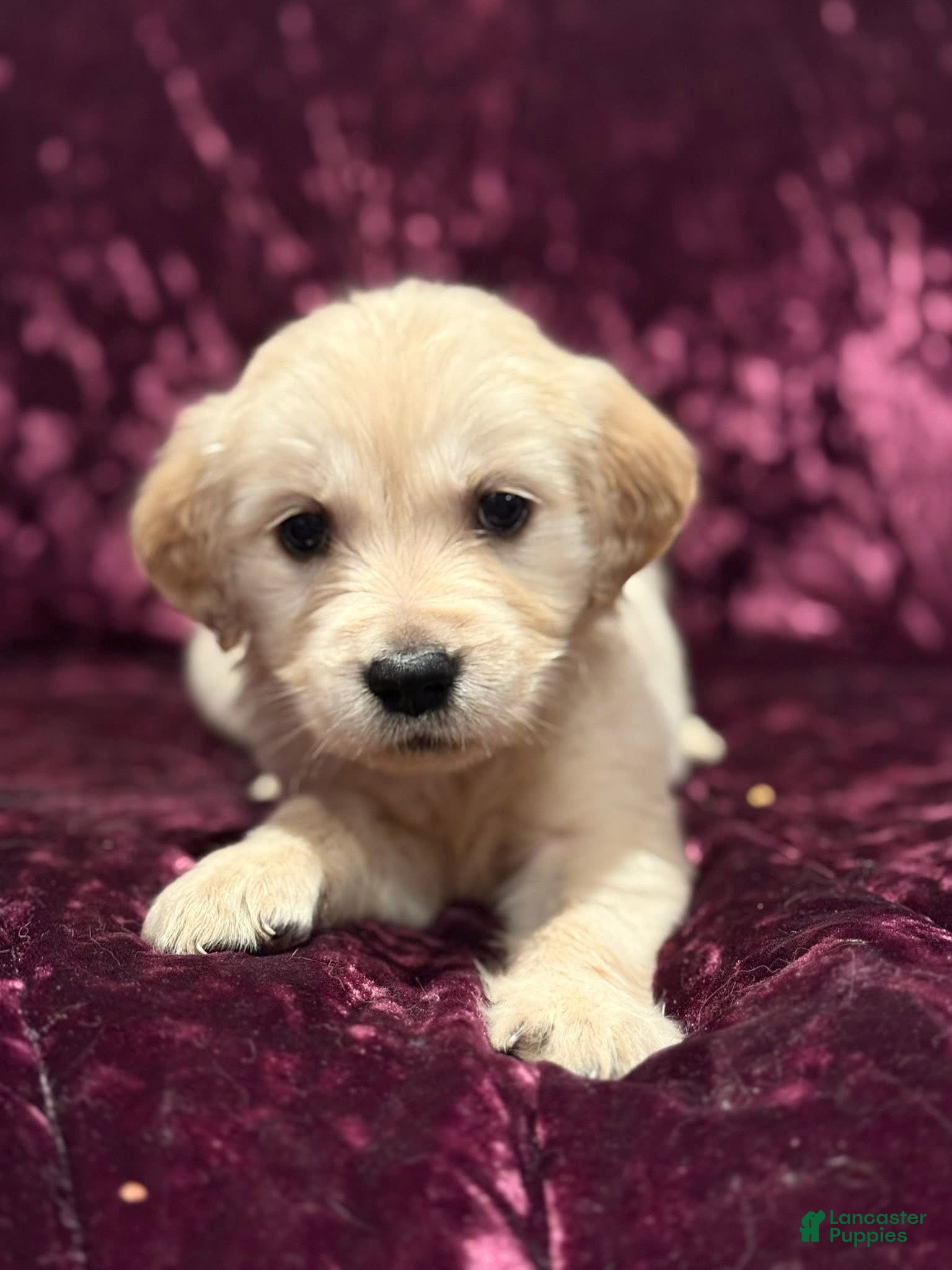 Golden Retriever dogs Teal - Ad 39