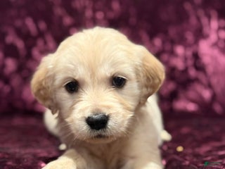 Golden Retriever dogs Teal - Ad 19