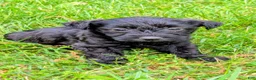 Mixed Breed dogs for sale: Chief - Ad 3