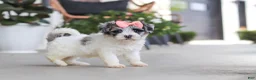 Havapoo dogs for sale: Cuddles  - Ad 4