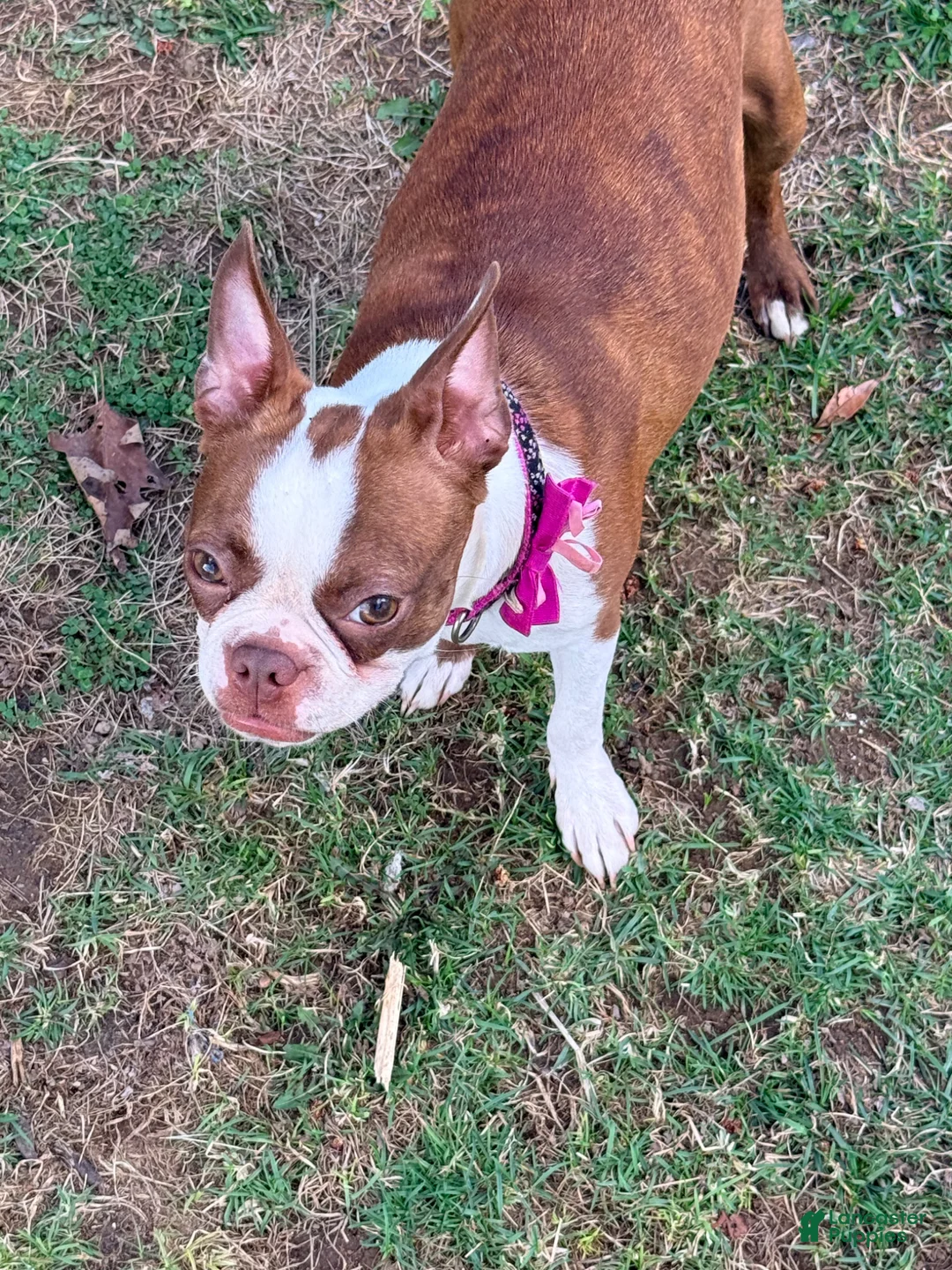 Boston Terrier dogs for sale: Winston - Ad 2