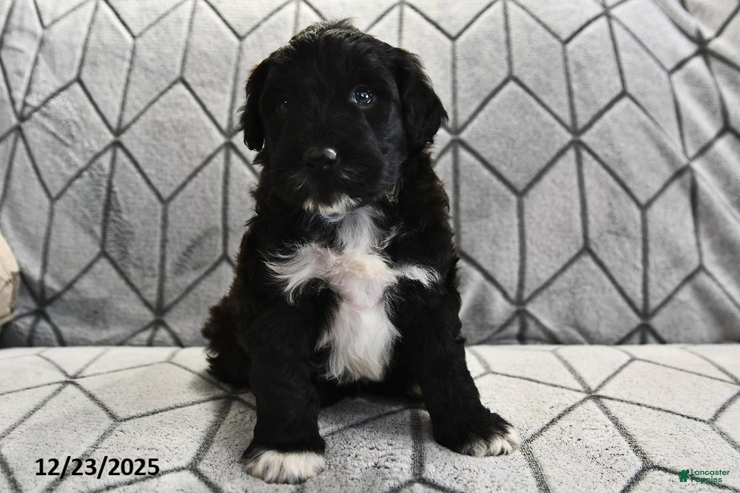 Portuguese Water Dog dogs for sale: Denny - Ad 12