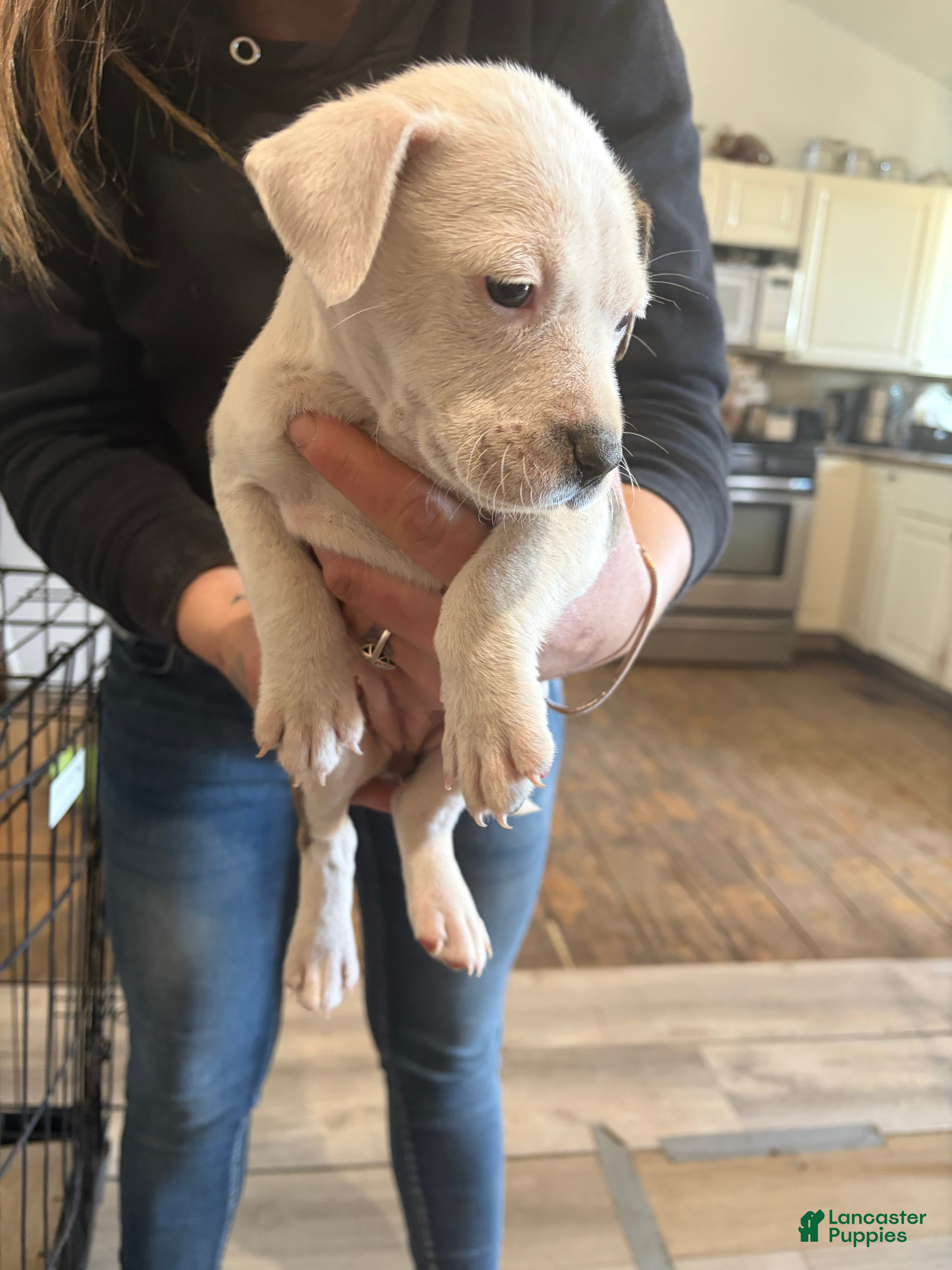 American Bully dogs American Bully 3 - Ad 15