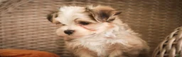 Havanese dogs for sale: Webster Havanese  - Ad 5