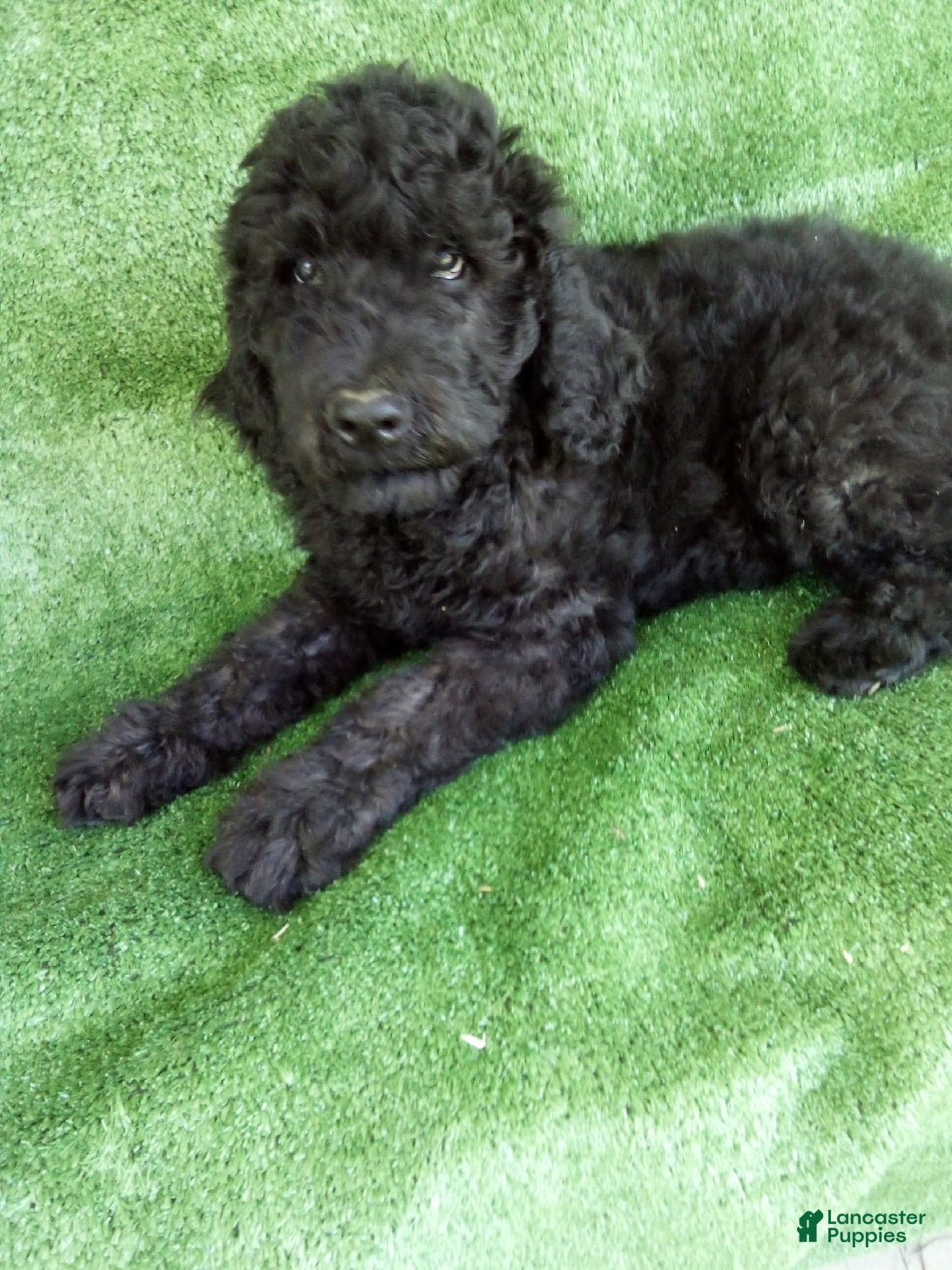 Goldendoodle dogs Buddy - Ad 1