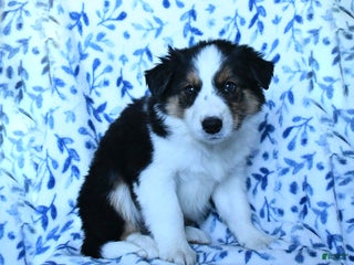 Mixed Breed dogs Brett - Ad 32