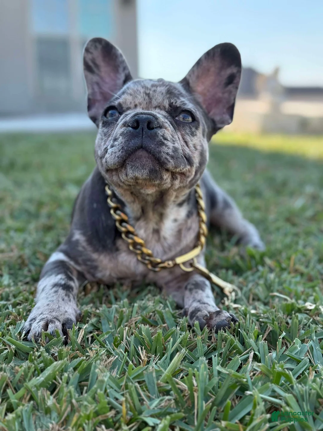 French Bulldog dogs for sale: French Bulldog Puppy 2 - Ad 1