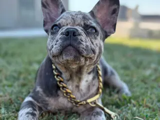 French Bulldog dogs French Bulldog Puppy 2 - Ad 18