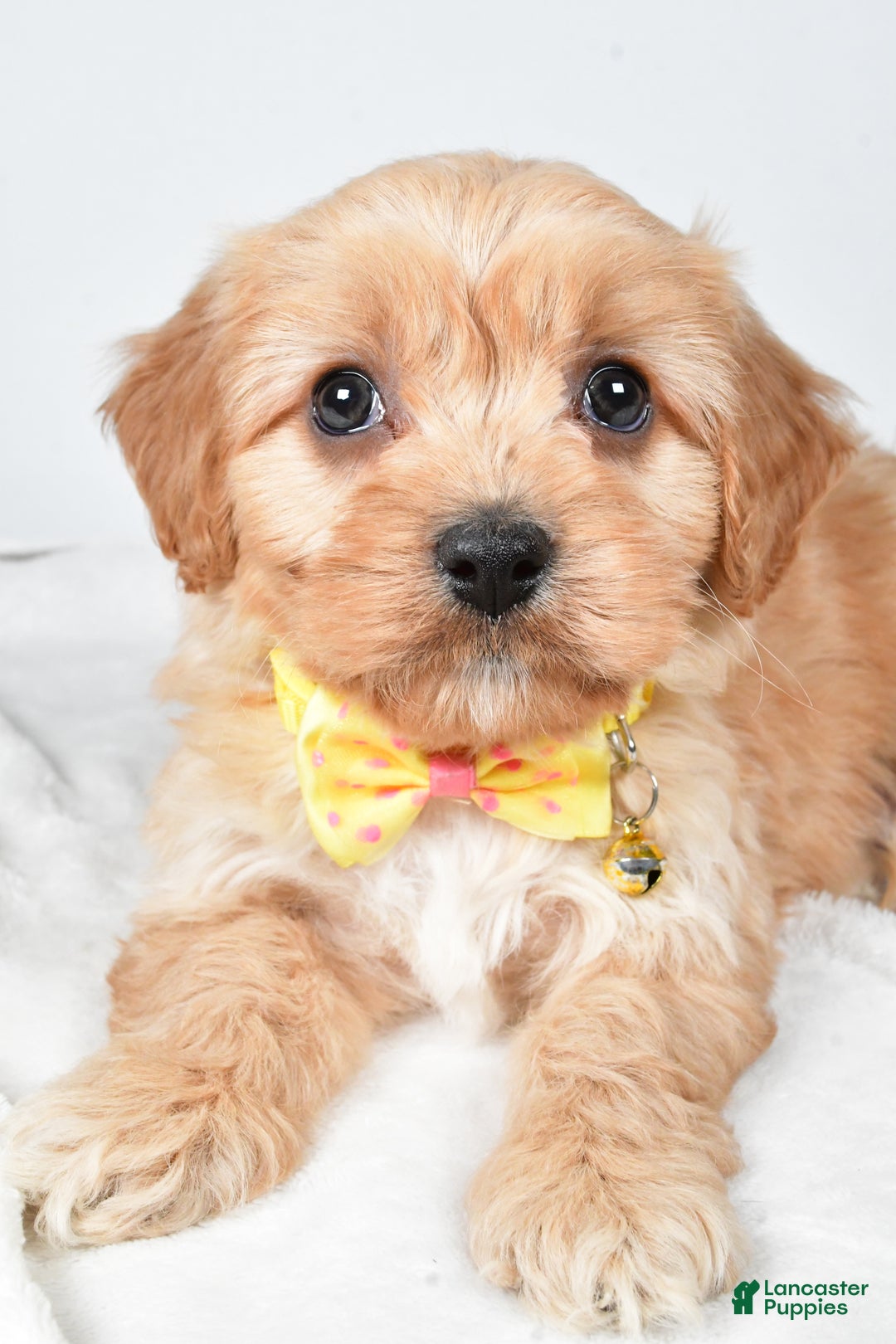 Cavachon dogs for sale: Gary - Ad 5