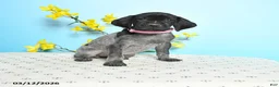 German Shorthaired Pointer dogs for sale: Tess - Ad 1